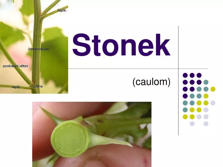 stonek