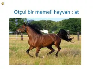 ot ul bir memeli hayvan at