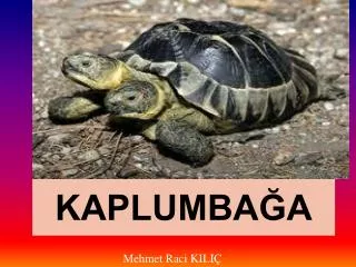 kaplumba a
