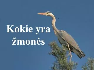 kokie yra mon s