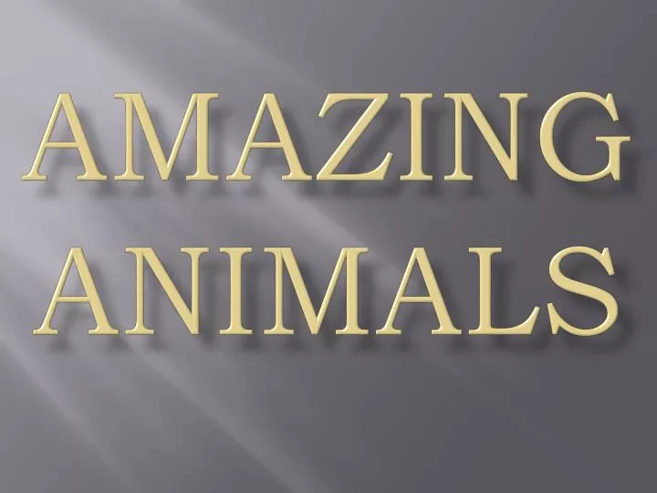 amazing animals