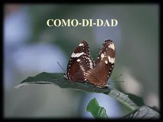 como di dad