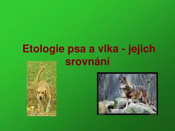 etologie psa a vlka jejich srovn n