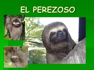 el perezoso