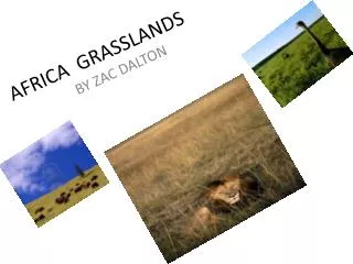 AFRICA GRASSLANDS
