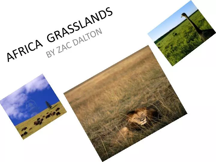 africa grasslands