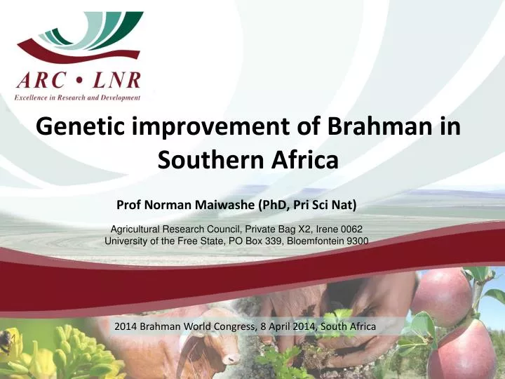 genetic improvement of brahman in southern africa