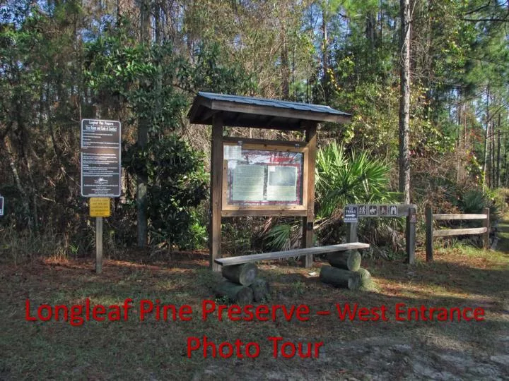 longleaf pine preserve west entrance photo tour
