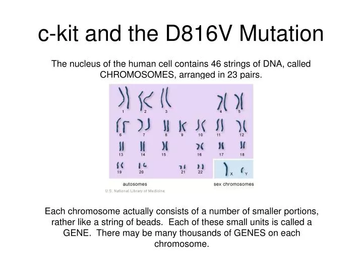 c kit and the d816v mutation