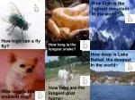 How high can a fly fly? - slide 1