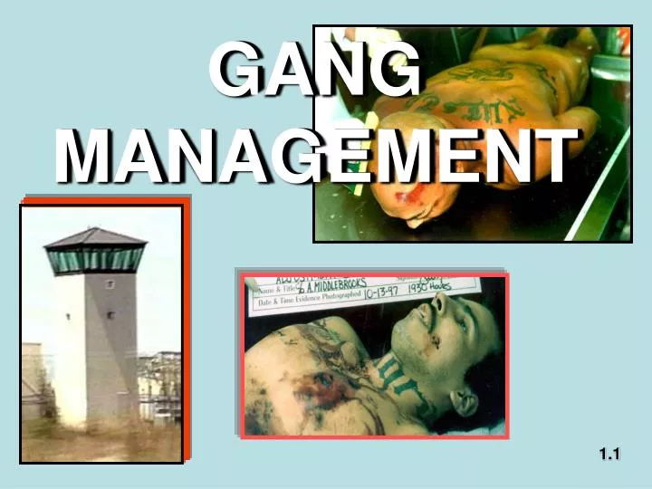 gang management