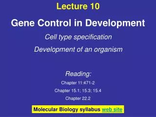 Lecture 10 Gene Control in Development Cell type specification Development of an organism Reading: