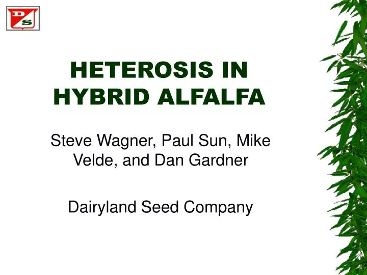 heterosis in hybrid alfalfa