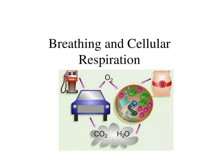 breathing and cellular respiration