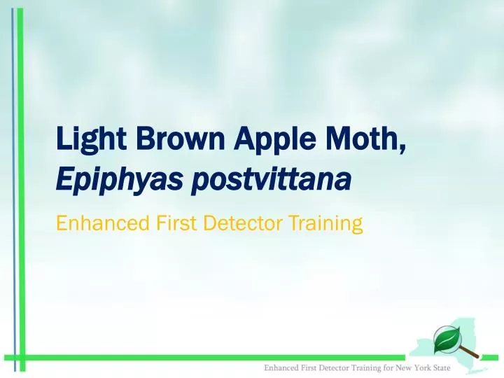 light brown apple moth epiphyas postvittana