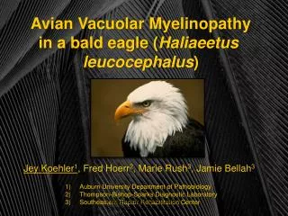 Avian Vacuolar Myelinopathy in a bald eagle ( Haliaeetus leucocephalus )