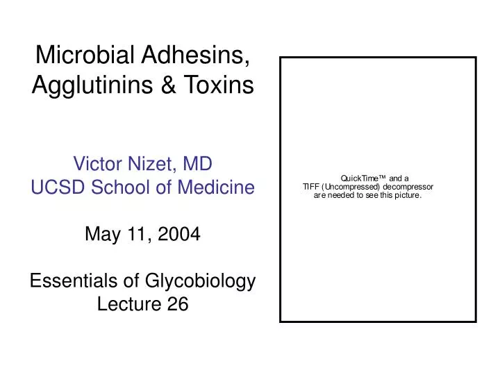 microbial adhesins agglutinins toxins