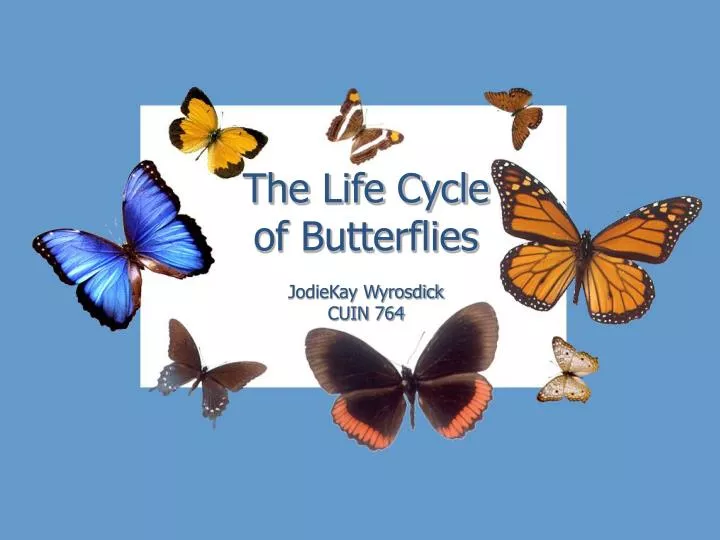 the life cycle of butterflies jodiekay wyrosdick cuin 764