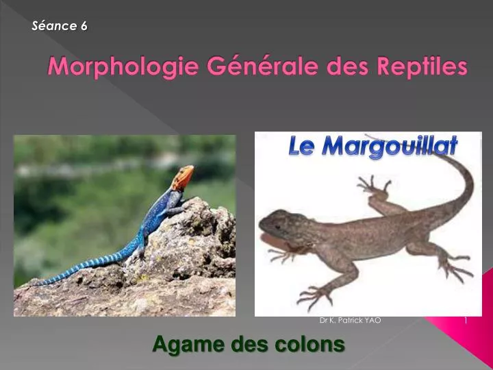 morphologie g n rale des reptiles