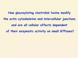 How glucosylating clostridial toxins modify the actin cytoskeleton and intercellular junctions