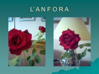 l a n f o r a