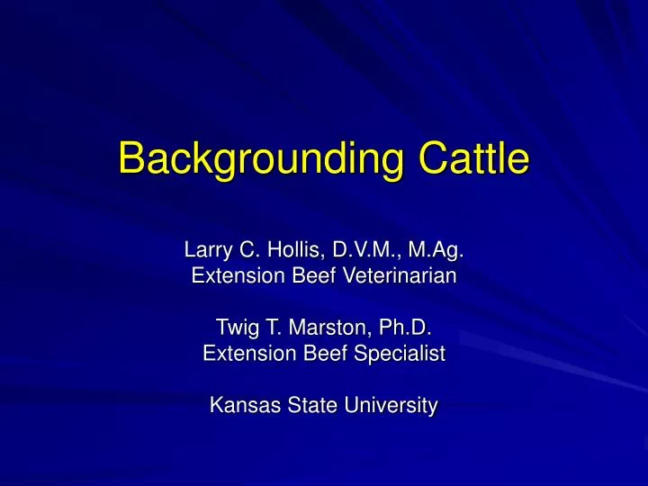 backgrounding cattle