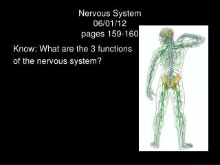 Nervous System 06/01/12 pages 159-160