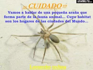 loxosceles reclusa