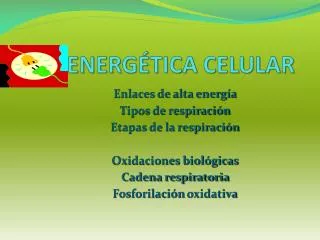 energ tica celular