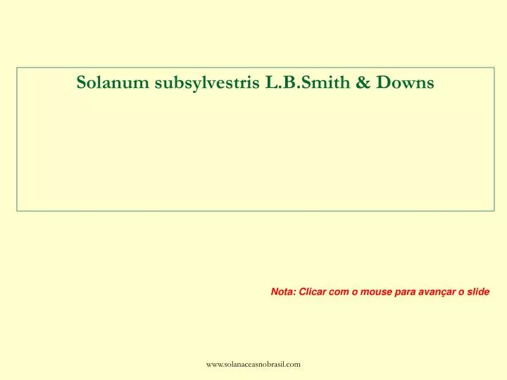 solanum subsylvestris l b smith downs