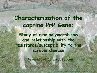 Characterization of the caprine PrP Gene: