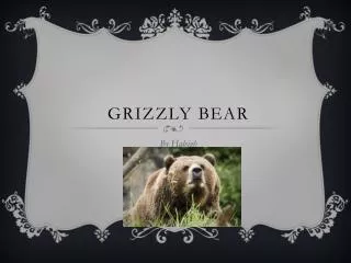 Grizzly Bear