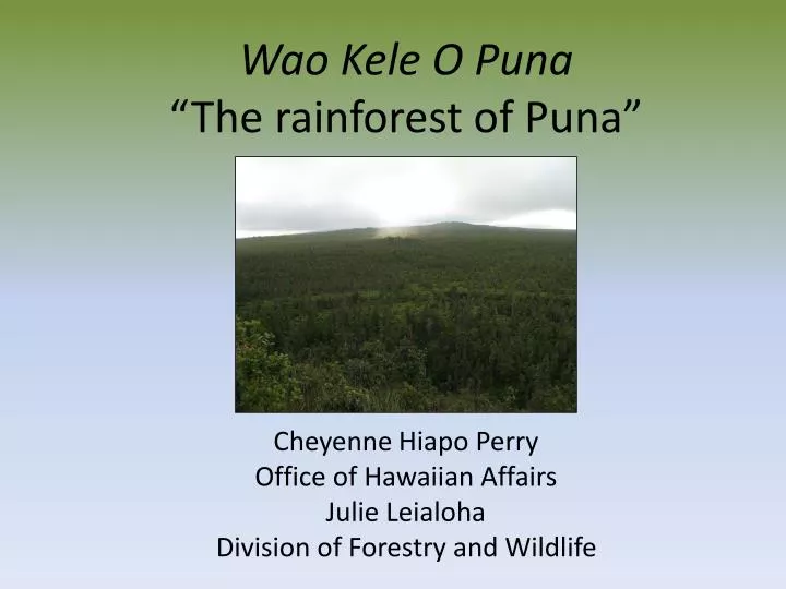 wao kele o puna the rainforest of puna