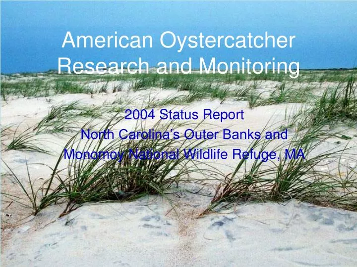 american oystercatcher research and monitoring