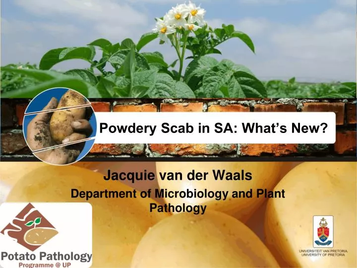 powdery scab in sa what s new