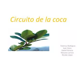 circuito de la coca