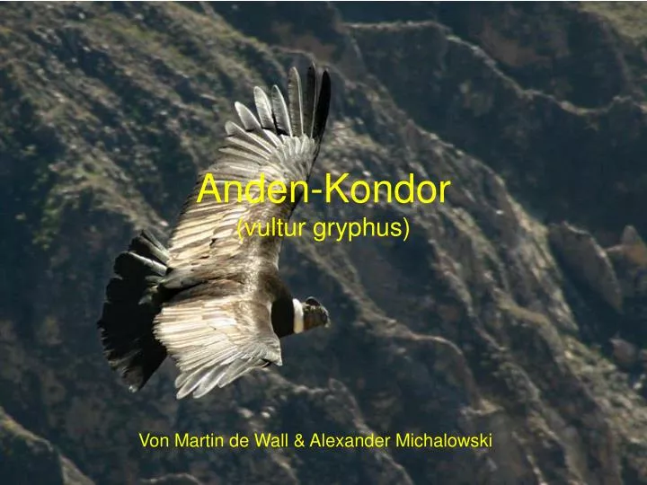 anden kondor vultur gryphus