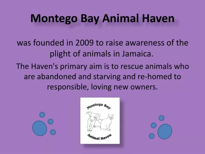 montego bay animal haven