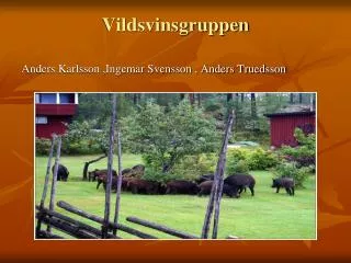 vildsvinsgruppen