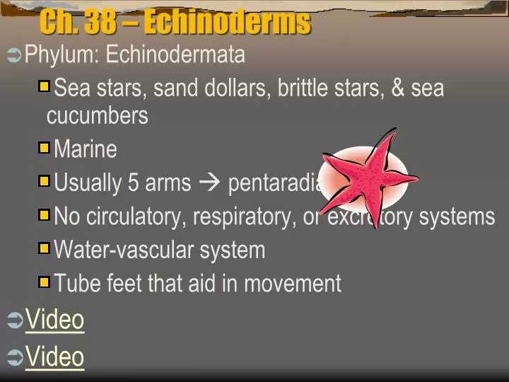ch 38 echinoderms