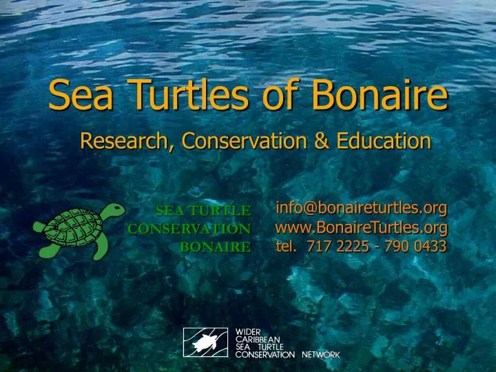 sea turtles of bonaire