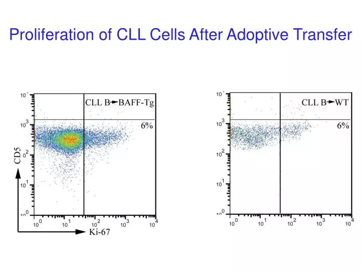 proliferation of cll cells after adoptive transfer