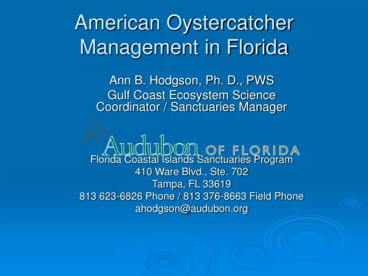 american oystercatcher management in florida
