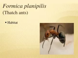 Formica planipilis ( Thatch ants)