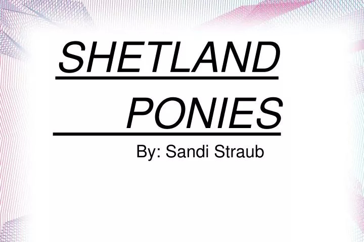 shetland ponies by sandi straub