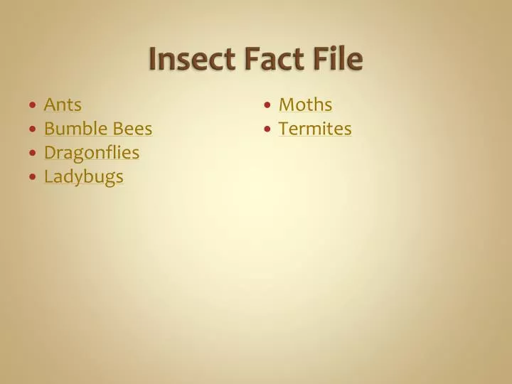 insect fact file