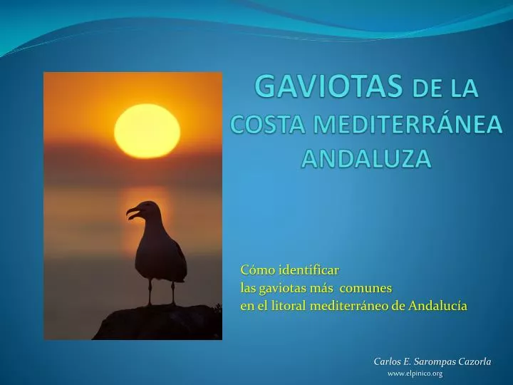 gaviotas de la costa mediterr nea andaluza