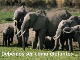 debemos ser como elefantes
