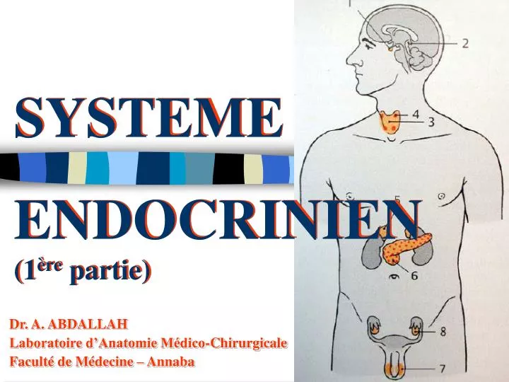 systeme endocrinien 1 re partie