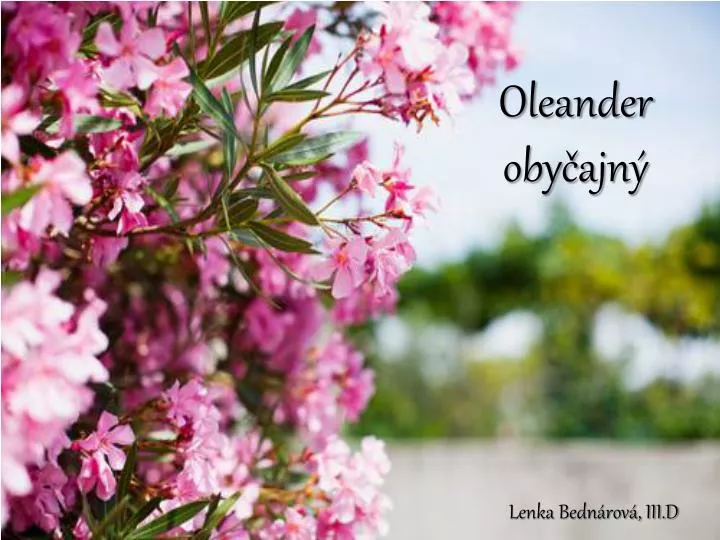 oleander oby ajn